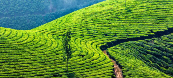 Munnar Hillstation
